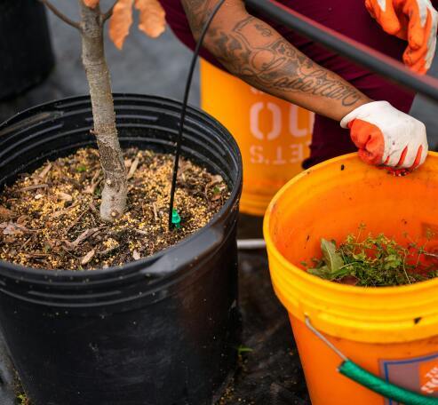 Tree and grass in buckets